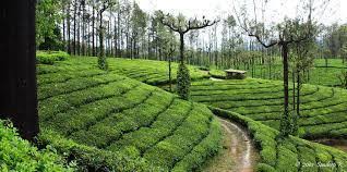 Kurangani hills trekking adventures package 1 N / 2 D